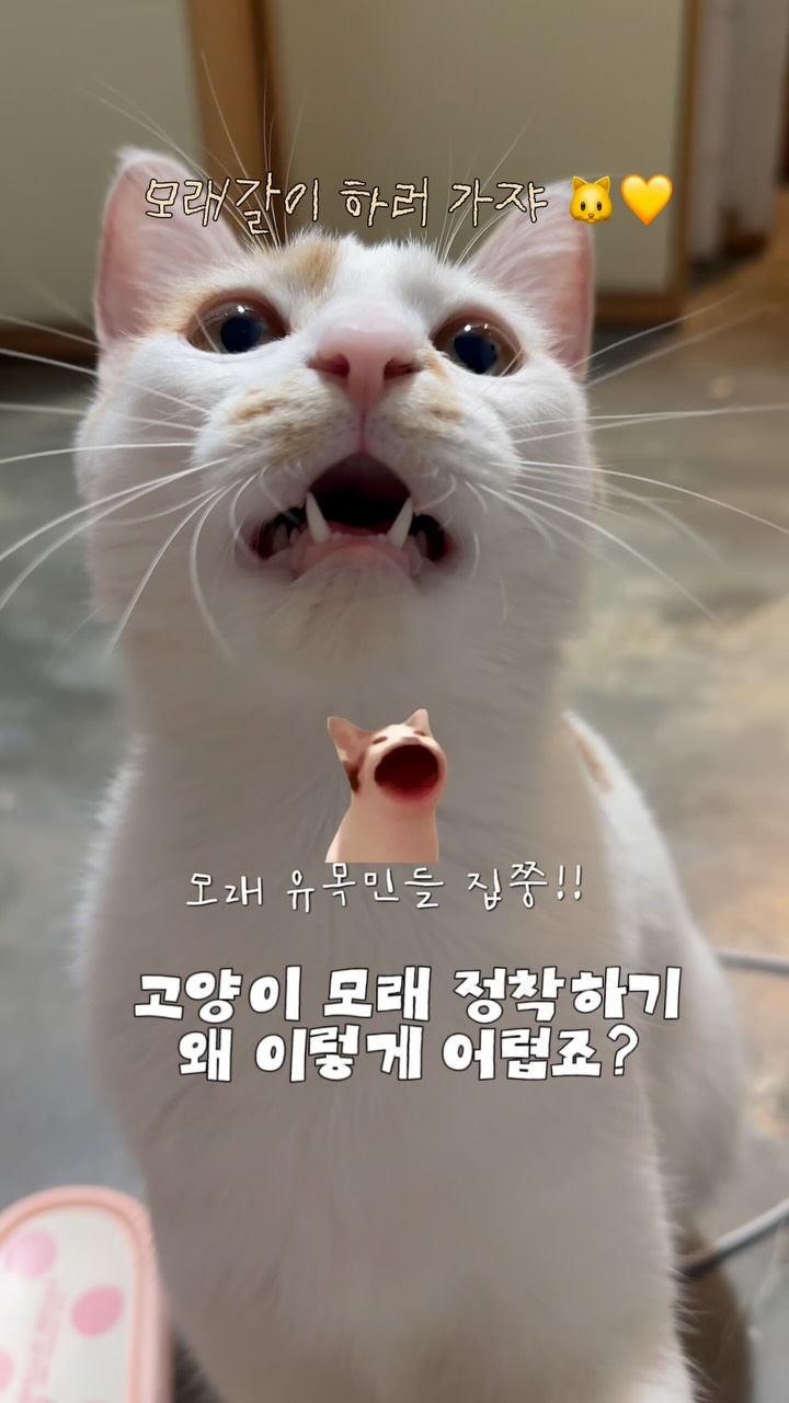 @ggosooni.i이 올린 펫쉴드 태그 게시물