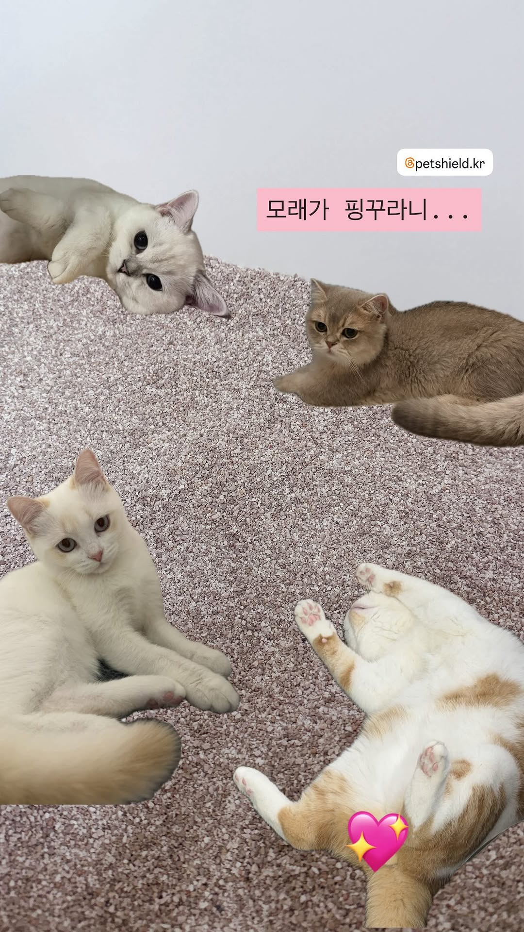 @iamlui_cong이 올린 펫쉴드 태그 게시물