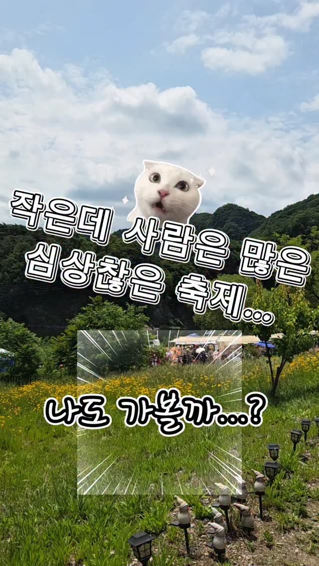 영월 쪼매장 광고 소재