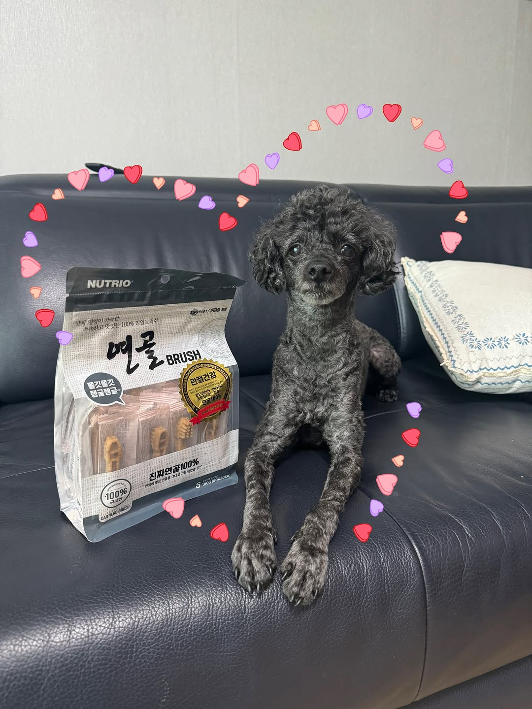 @poodle_moon.seol이 올린 뉴트리오 태그 게시물