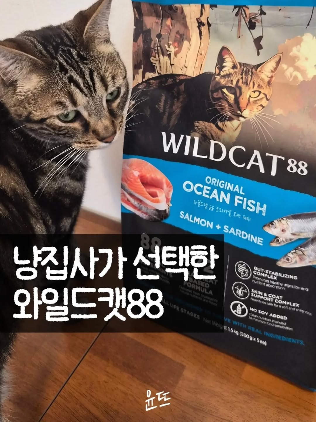 @dear.ys_이 올린 와일드캣88 태그 게시물