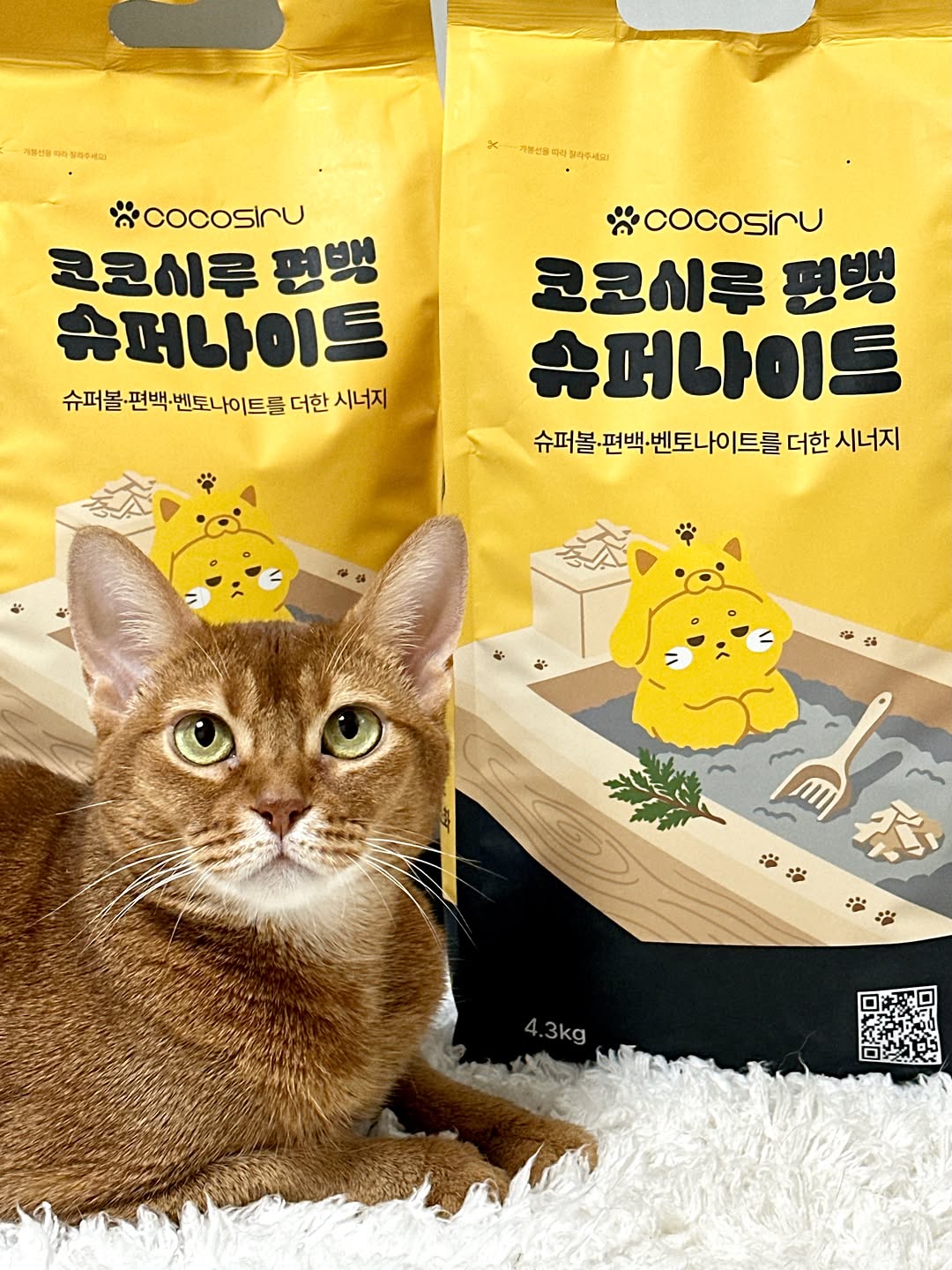 @daengvengers이 올린 코코시루 태그 게시물
