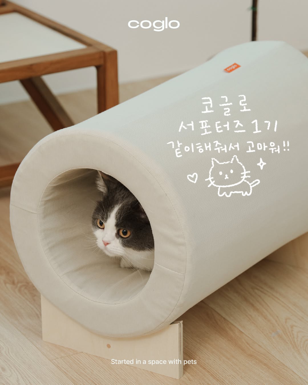 @coglo_kor이 올린 갈치밥풀7냥이네 태그 게시물