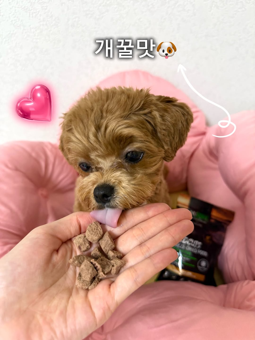 @maltipooroa이 올린 히동이와야옹이네 | 강아지사료 · 애견사료 · 강아지간식 태그 게시물