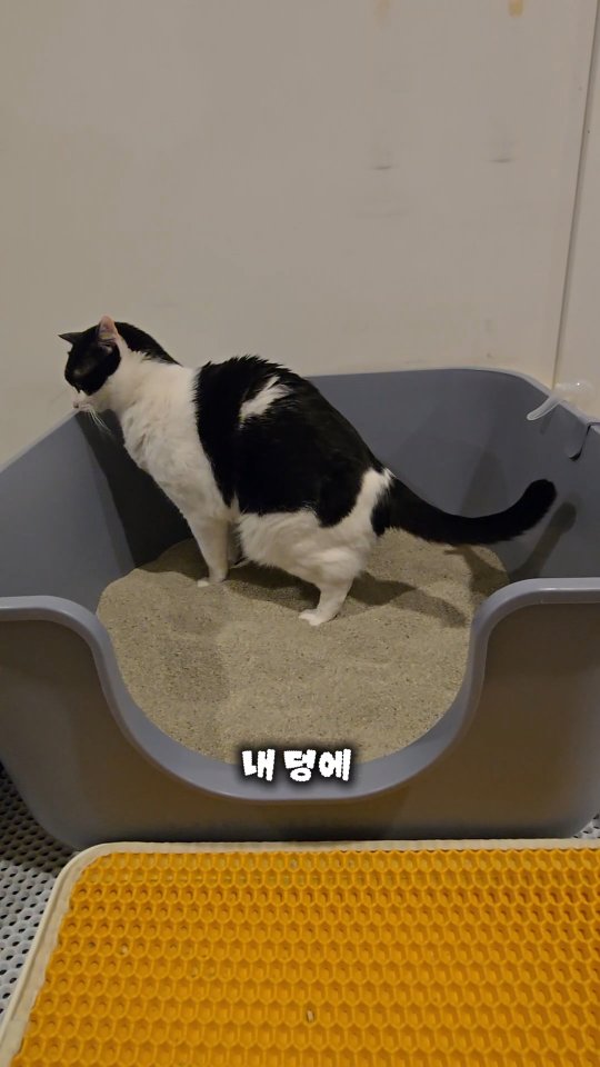 @kongs3obang이 올린 에스클래스펫 태그 게시물
