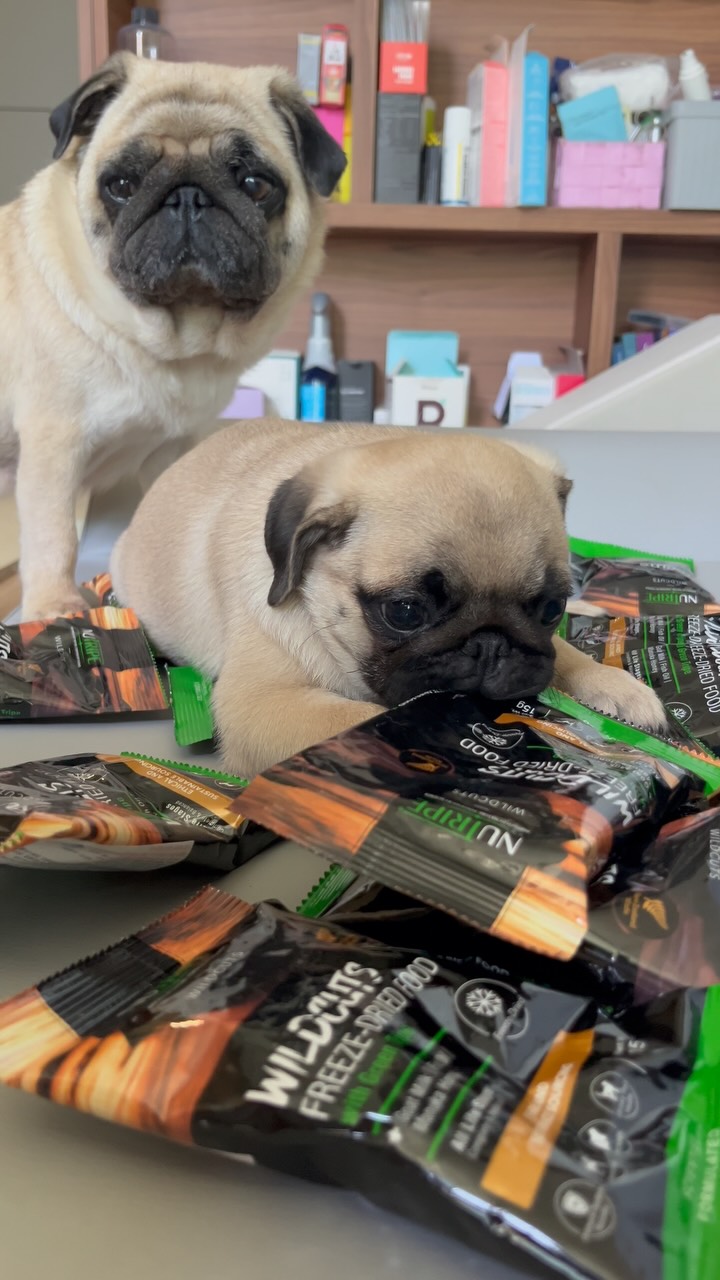 @pug_family12이 올린 히동이와야옹이네 | 강아지사료 · 애견사료 · 강아지간식 태그 게시물