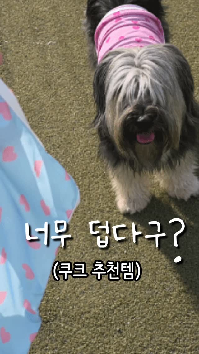 @kukk_haechi이 올린 멍트렌드 태그 게시물