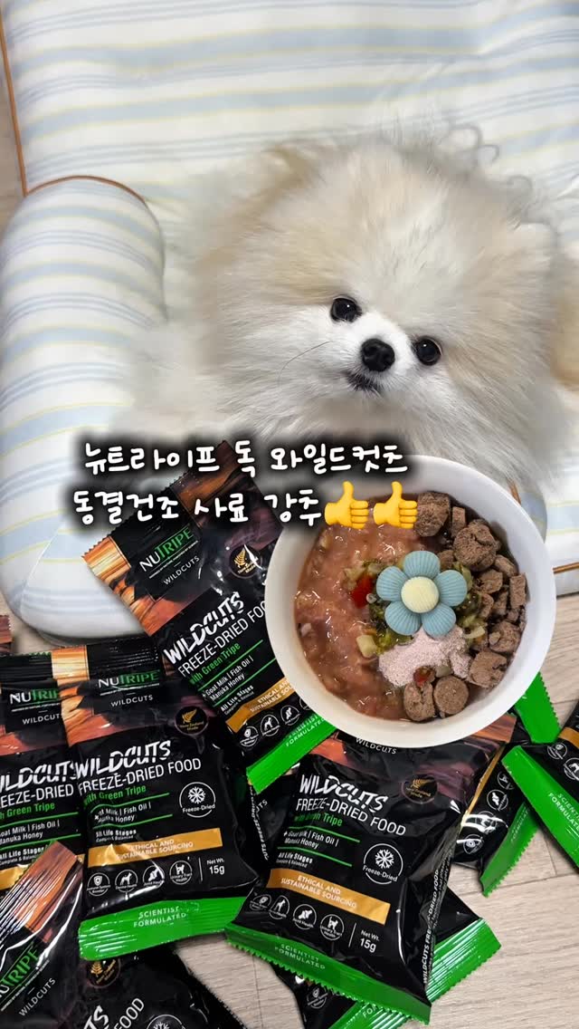 @party_popo_이 올린 히동이와야옹이네 | 강아지사료 · 애견사료 · 강아지간식 태그 게시물