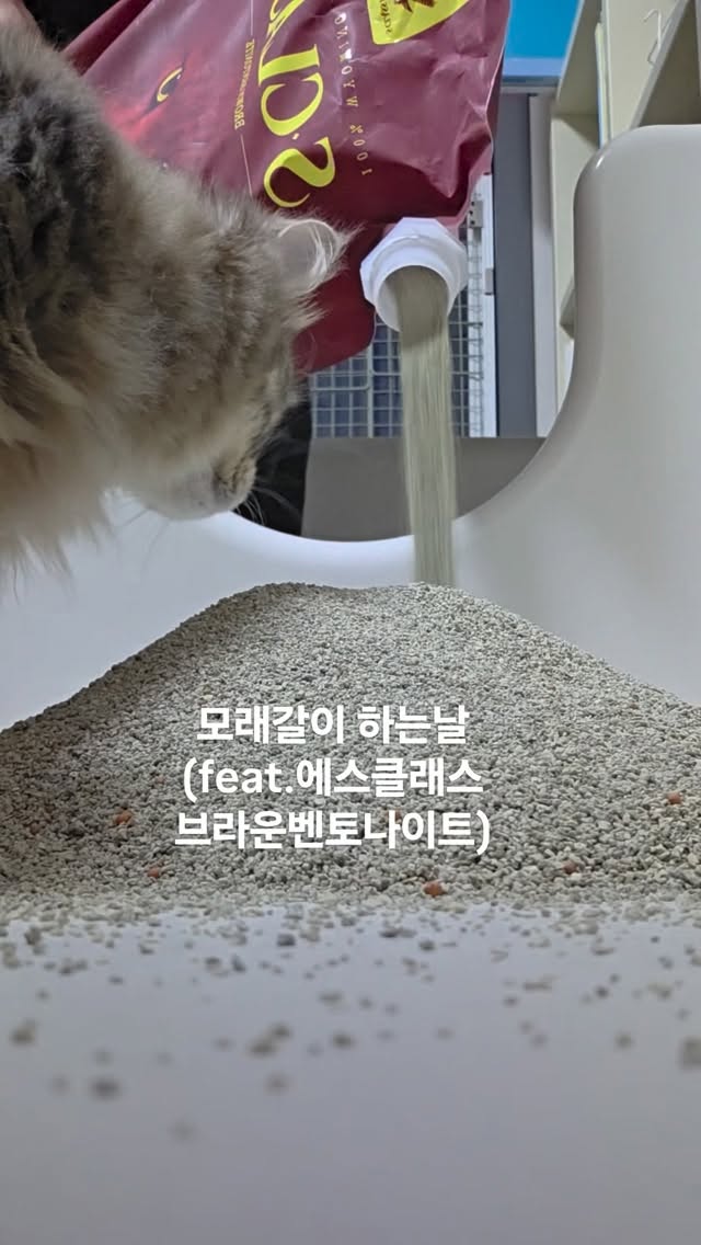 @lovely_cat_star이 올린 에스클래스펫 태그 게시물
