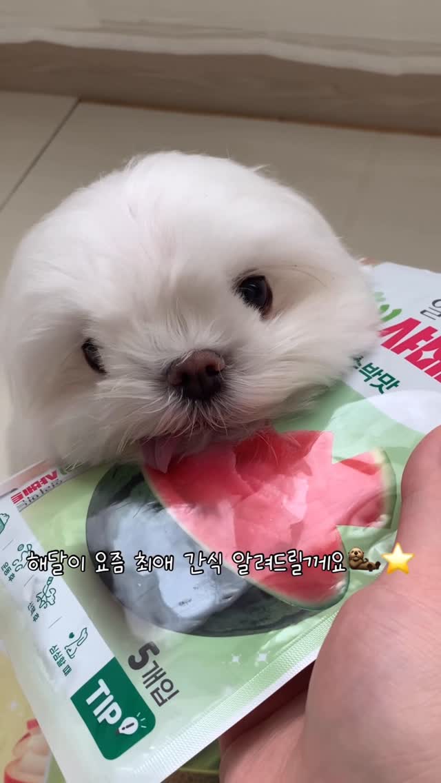 @mo.mo.zip이 올린 히동이와야옹이네 | 강아지사료 · 애견사료 · 강아지간식 태그 게시물