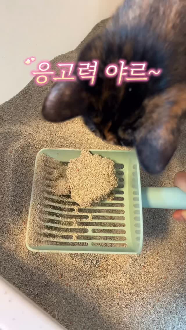 @zl.siruuu이 올린 에스클래스펫 태그 게시물