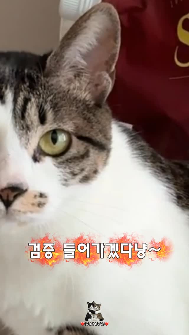 @22san25maru이 올린 에스클래스펫 태그 게시물