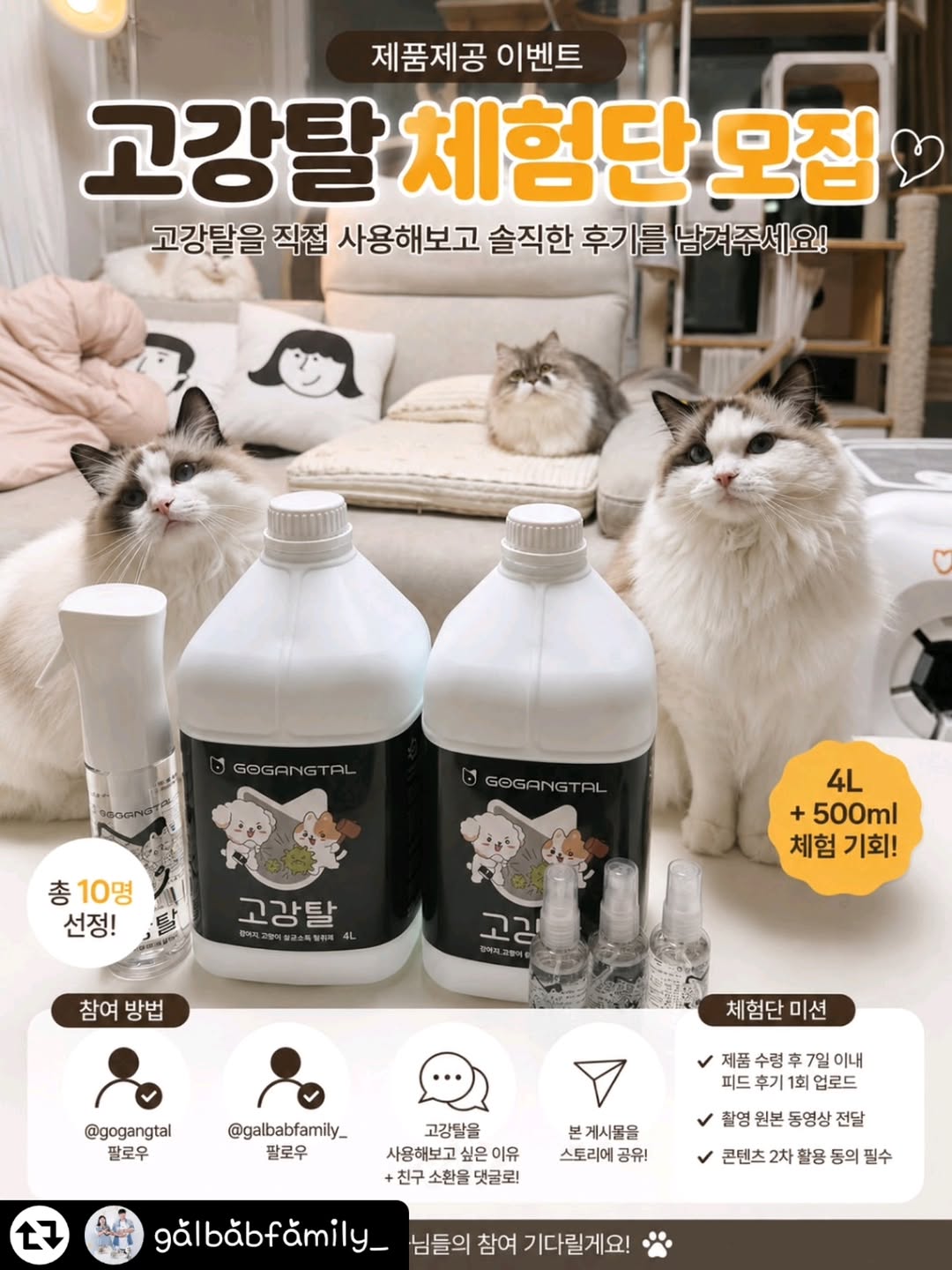 @owner_gdp22pet이 올린 갈치밥풀7냥이네 태그 게시물