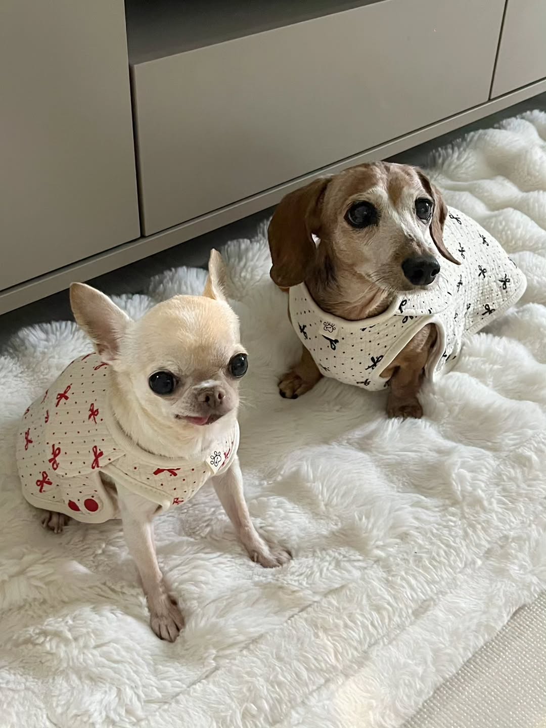 @j___d_love이 올린 작은개자리 태그 게시물