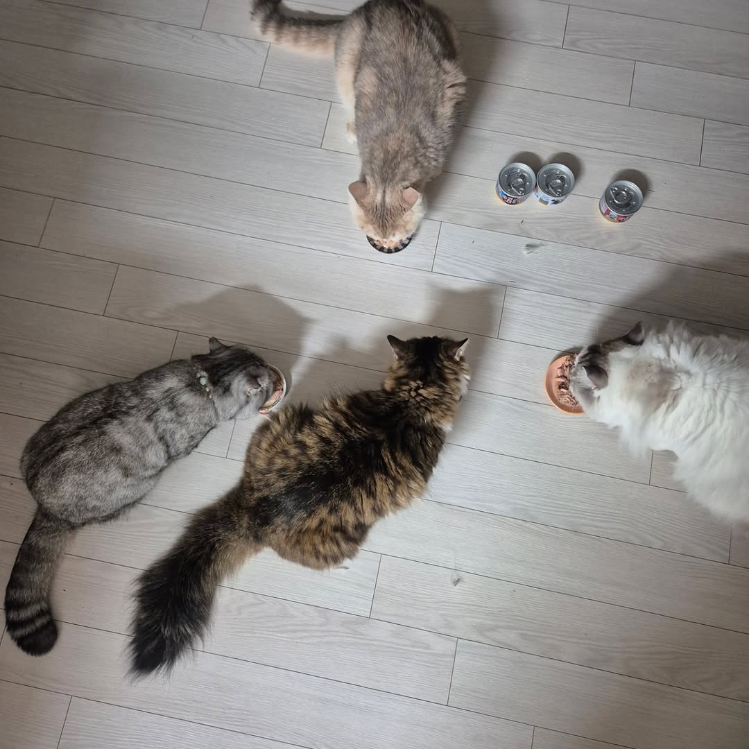 @triple_ru_cat이 올린 아이시아 코리아 태그 게시물
