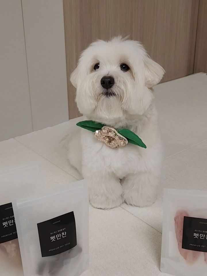 @coton.chapssal이 올린 펫만찬 태그 게시물
