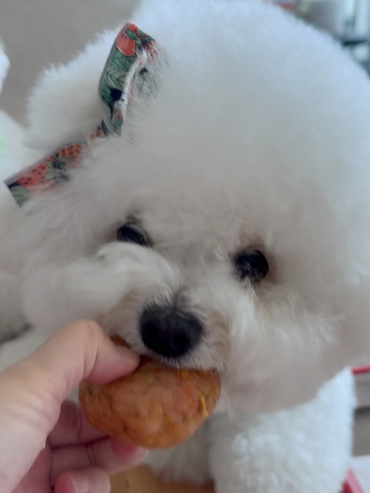@bichon_nana_jelly이 올린 펫만찬 태그 게시물