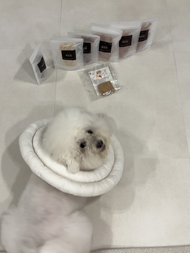 @sunmu_bichon이 올린 펫만찬 태그 게시물
