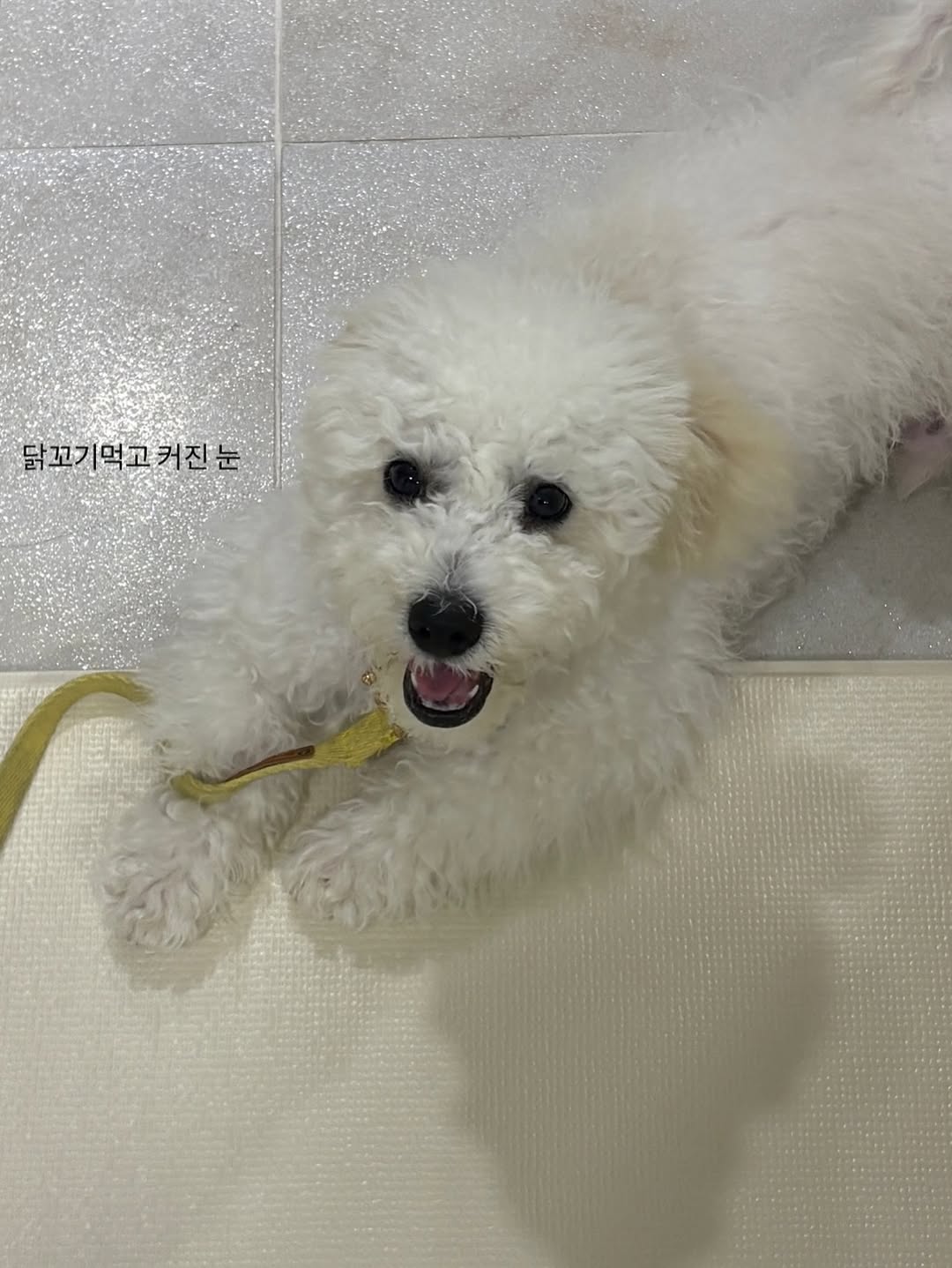 @hi_meonjii이 올린 펫쉴드 태그 게시물