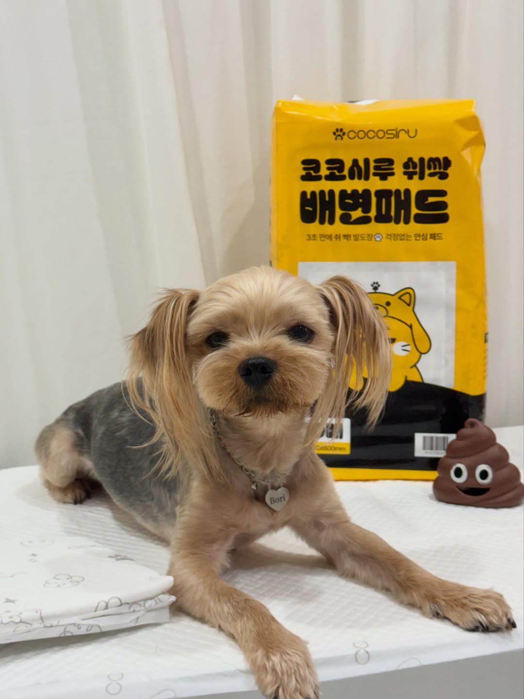 @king.borizzang이 올린 코코시루 태그 게시물