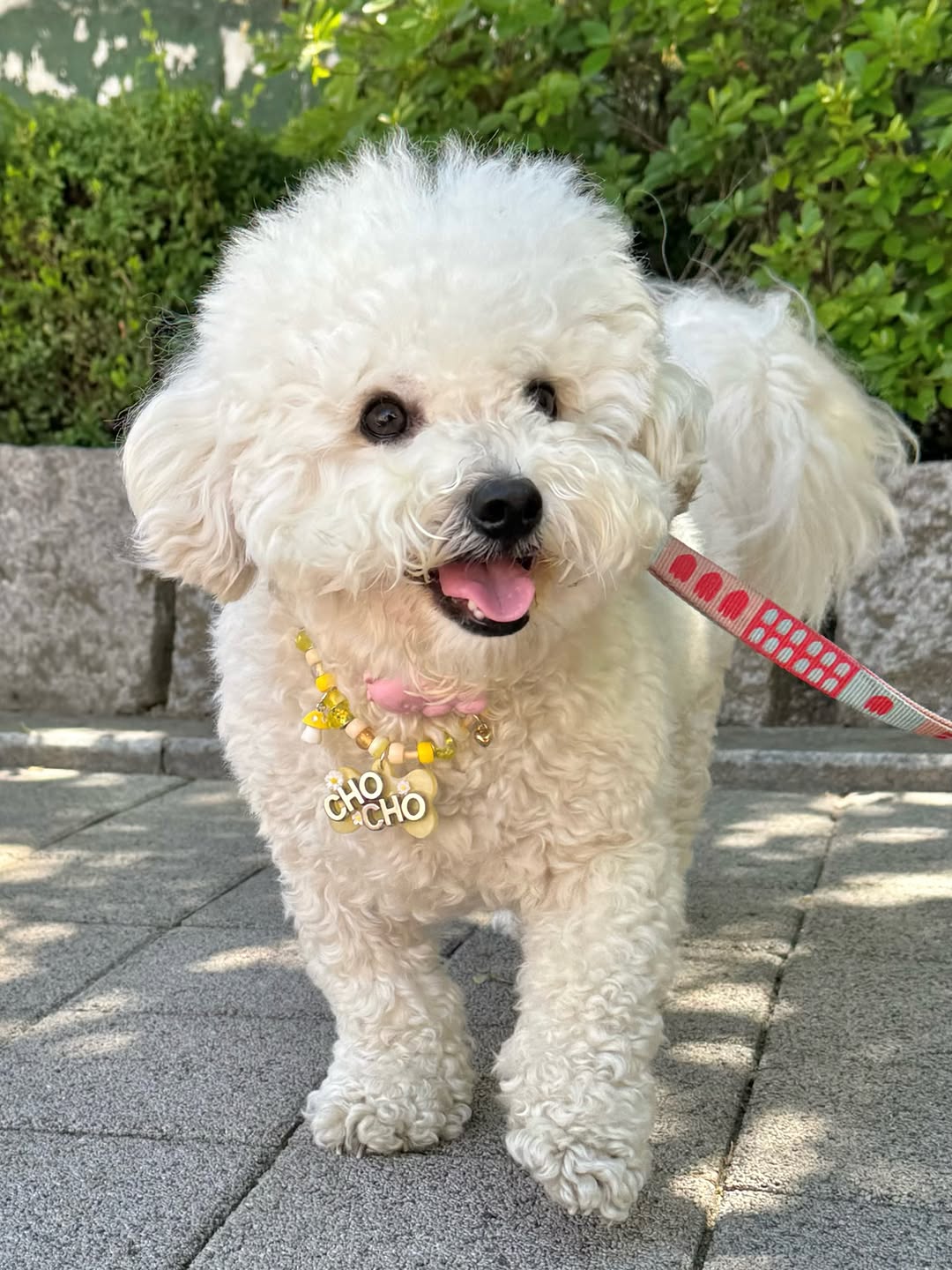 @chori_yaggi이 올린 KURI 멍냥이 잡화점 태그 게시물