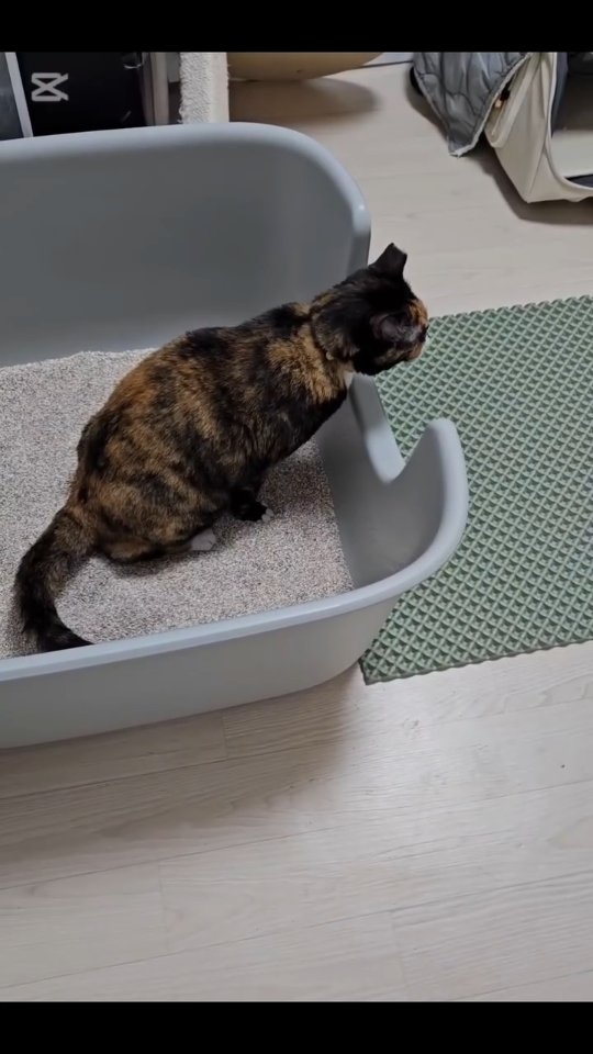 @samsaeknnyang이 올린 펫쉴드 태그 게시물