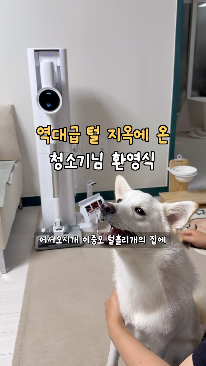 @_iam_yulmoo이 올린 디베아 Dibea 태그 게시물