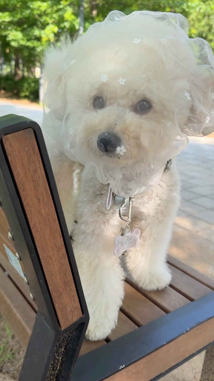 @harururu_maltipoo이 올린 KURI 멍냥이 잡화점 태그 게시물