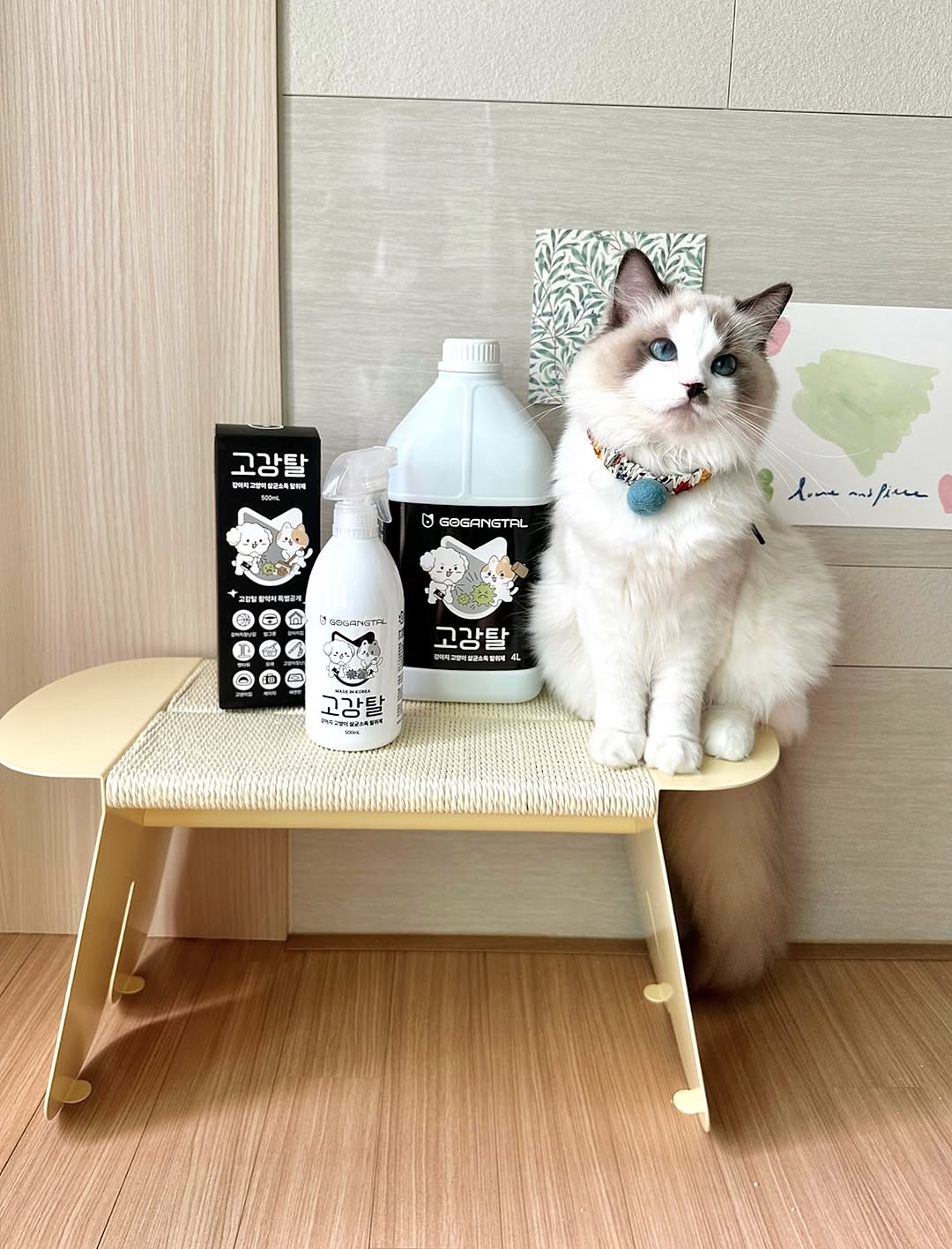 @hsas0311이 올린 고강탈 태그 게시물