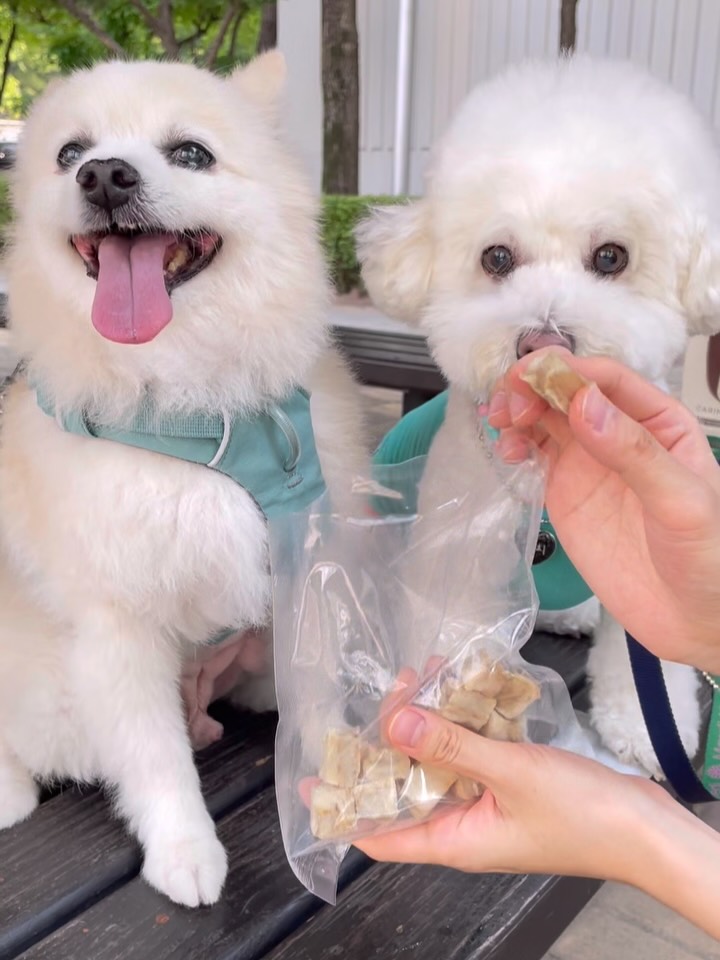@mozzi_doggy이 올린 펫만찬 태그 게시물