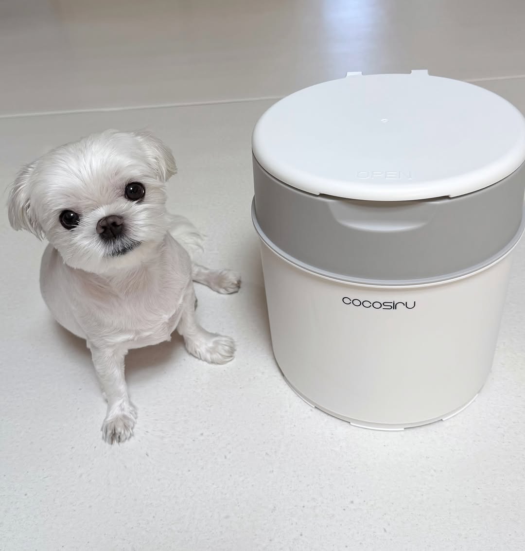 @daony_ii이 올린 코코시루 태그 게시물