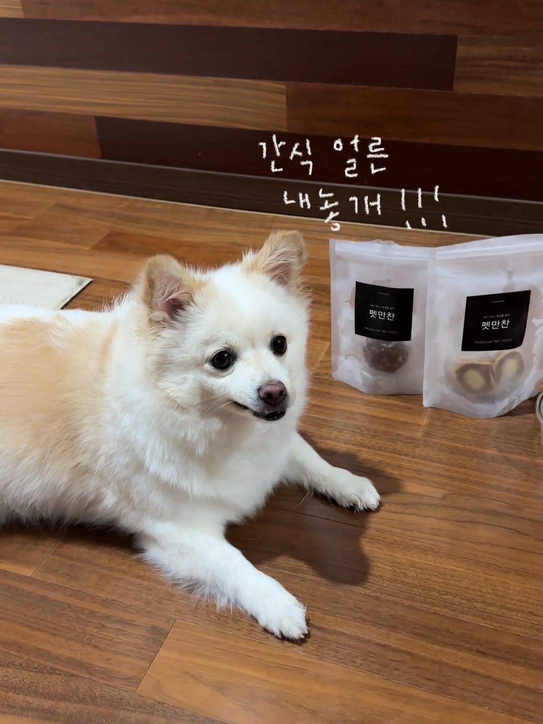 @bomzzip이 올린 펫만찬 태그 게시물