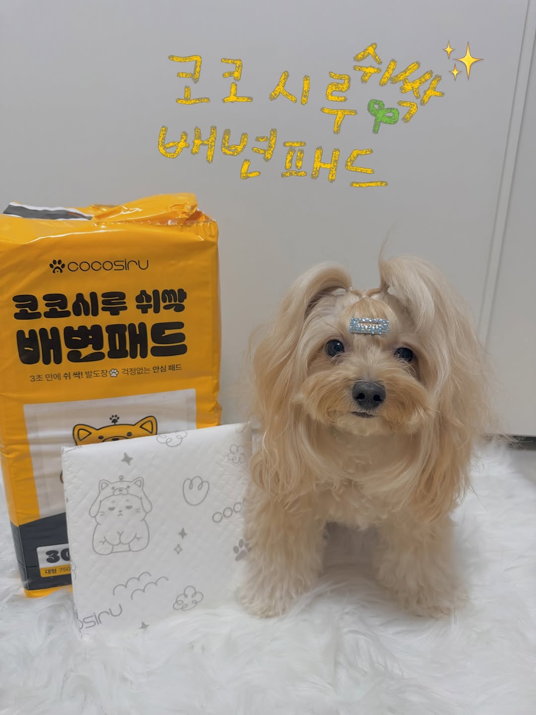@bori__0915이 올린 코코시루 태그 게시물