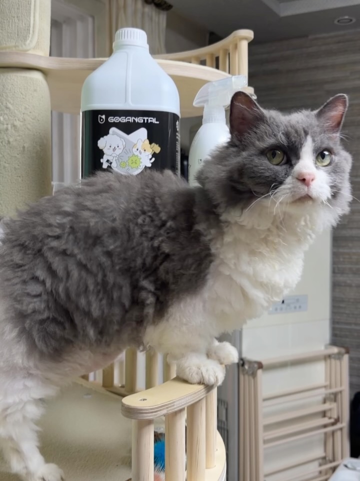 @mochi_o.x이 올린 고강탈 태그 게시물