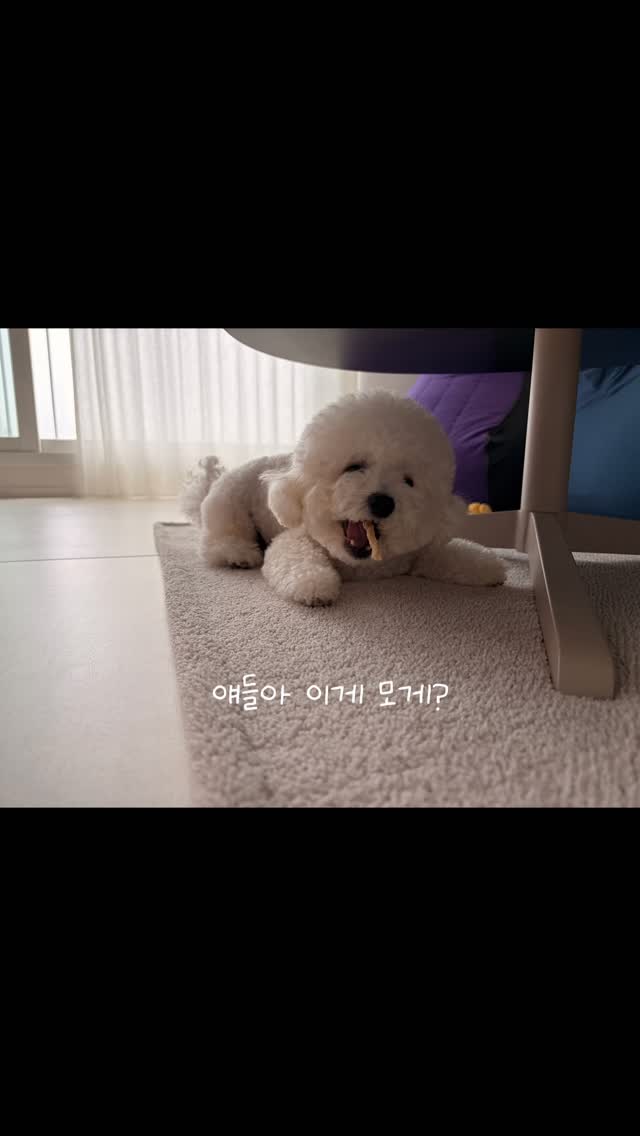 @otto__macho이 올린 해피팡팡｜원조 강아지 수제 간식 전문점 태그 게시물