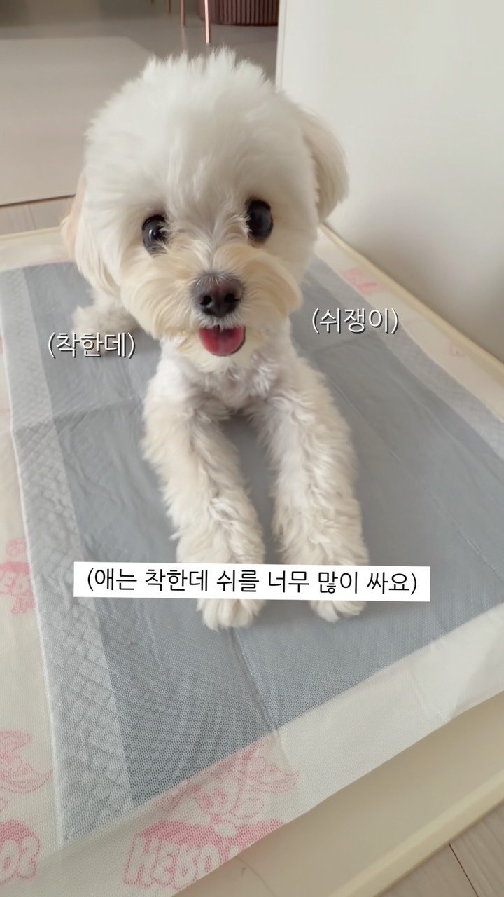 @malticedes_benz이 올린 HURRAY 허레이 태그 게시물