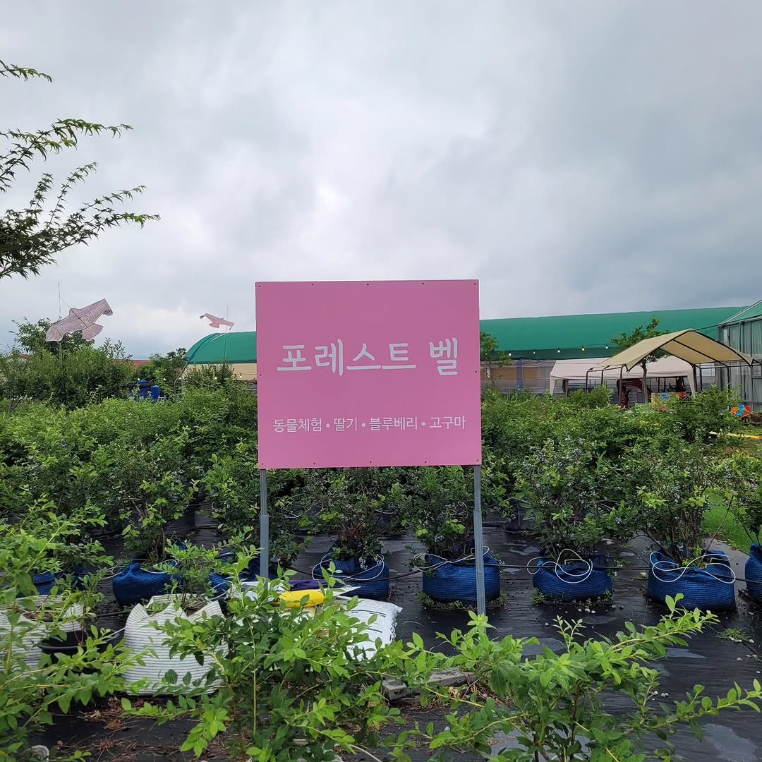 @jessica_juhee이 올린 포레스트벨 태그 게시물