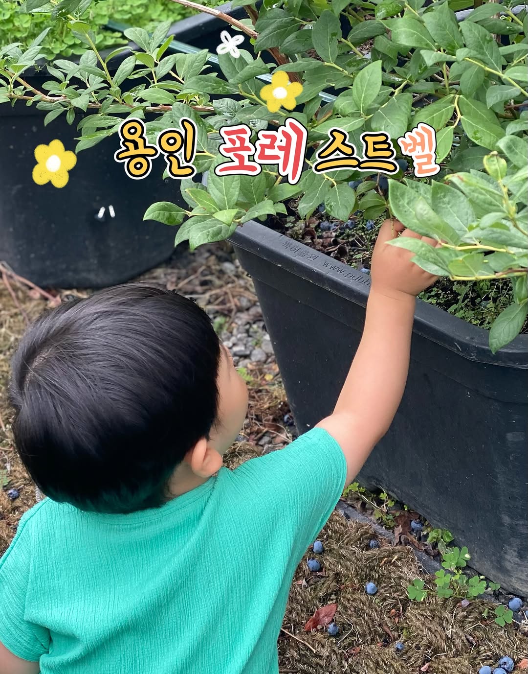 @numim._이 올린 포레스트벨 태그 게시물