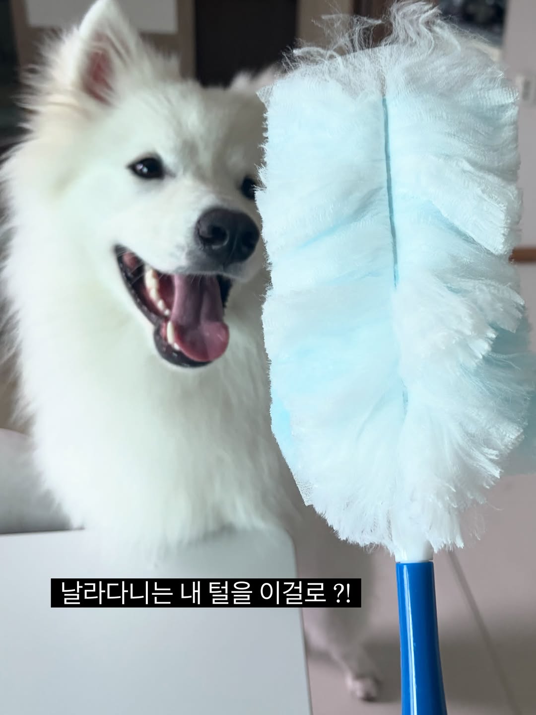 @simahadog이 올린 AEREA 에리아 태그 게시물