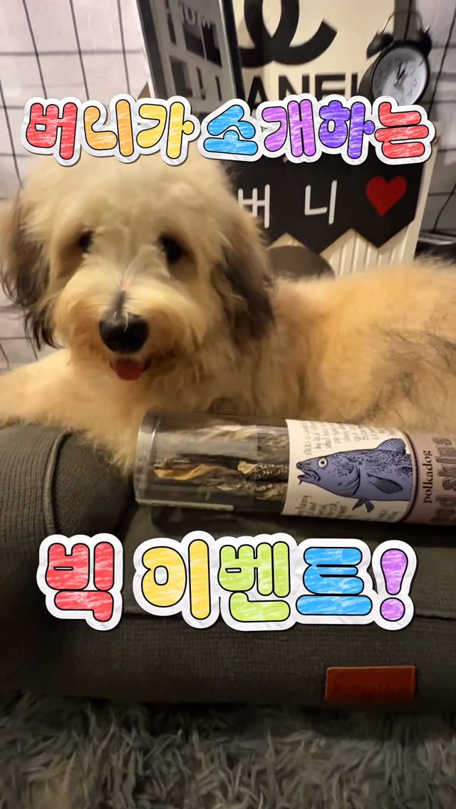 @sunnydoodlelife_93이 올린 히동이와야옹이네 | 강아지사료 · 애견사료 · 강아지간식 태그 게시물