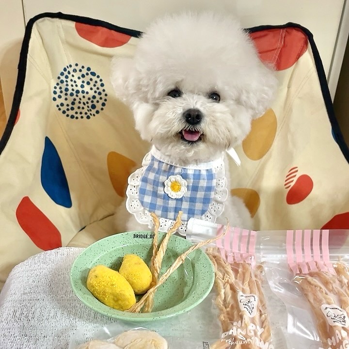 @du._.bong이 올린 해피팡팡｜원조 강아지 수제 간식 전문점 태그 게시물