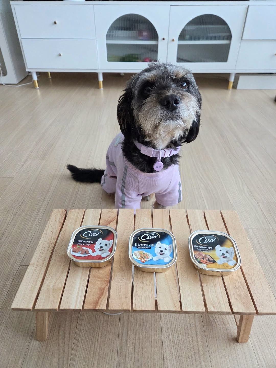@dorkiegram_choco이 올린 시저® 태그 게시물