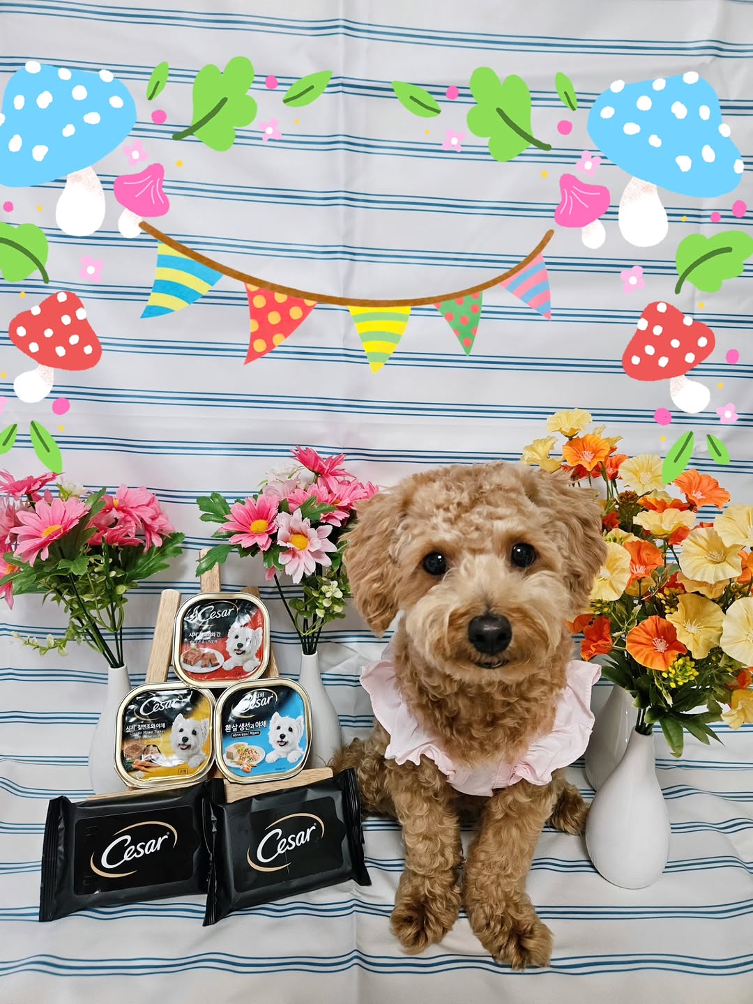 @maltipoo0629이 올린 시저® 태그 게시물