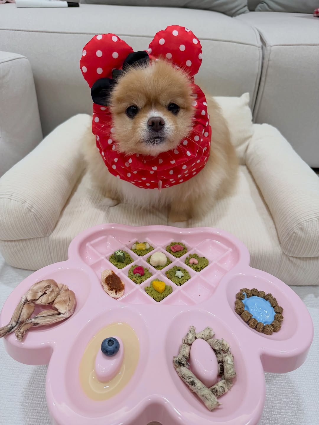 @gucci._.poby이 올린 히동이와야옹이네 | 강아지사료 · 애견사료 · 강아지간식 태그 게시물