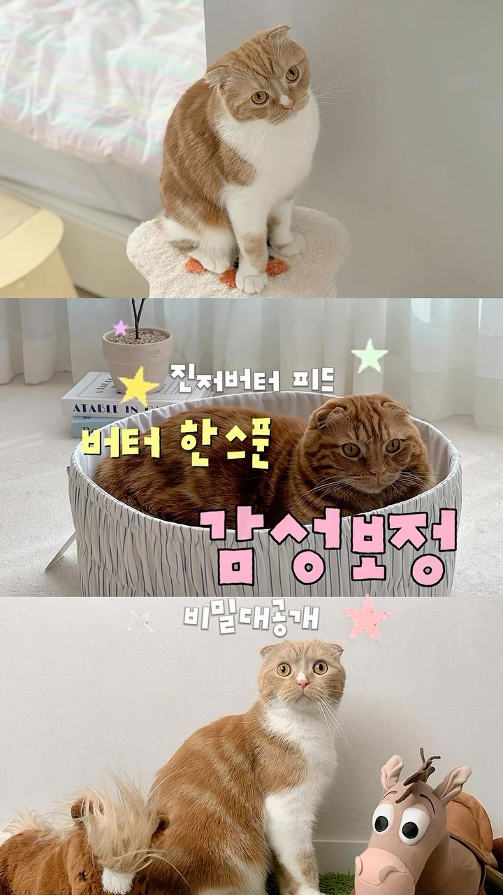 @ginger__butter이 올린 버터 필터 태그 게시물