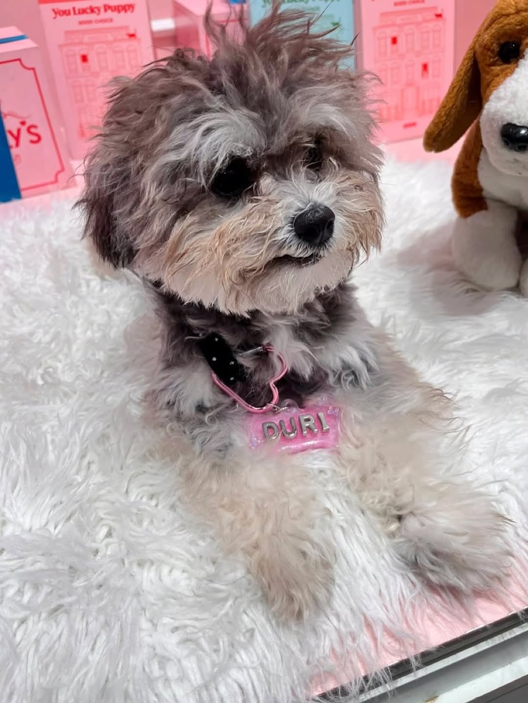@dduri_zip이 올린 KURI 멍냥이 잡화점 태그 게시물