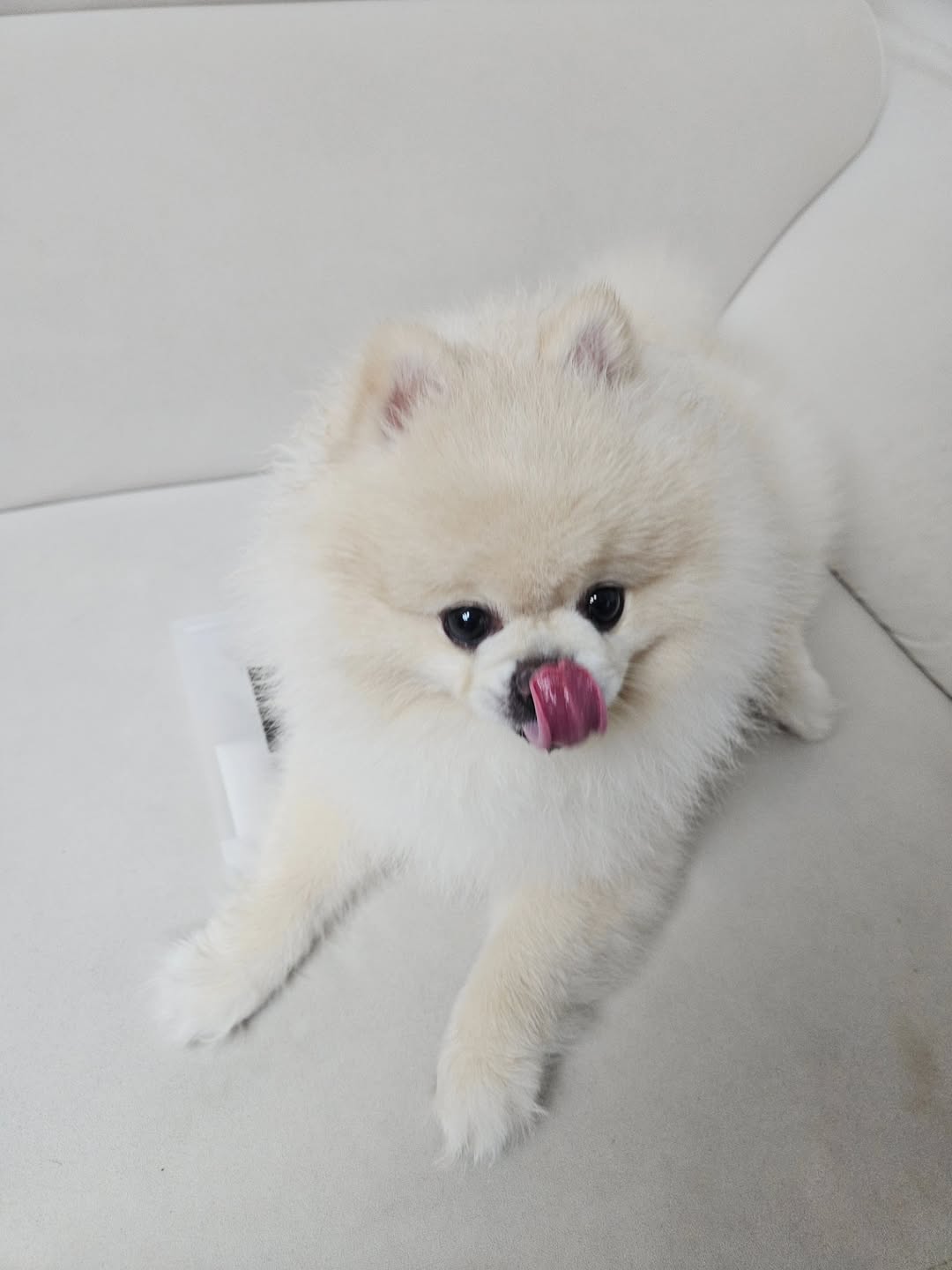 @0923mozzi이 올린 펫만찬 태그 게시물