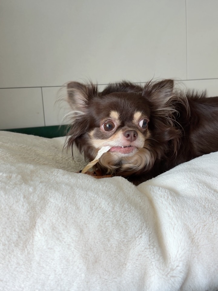 @choco_chihuahua_family이 올린 해피팡팡｜원조 강아지 수제 간식 전문점 태그 게시물