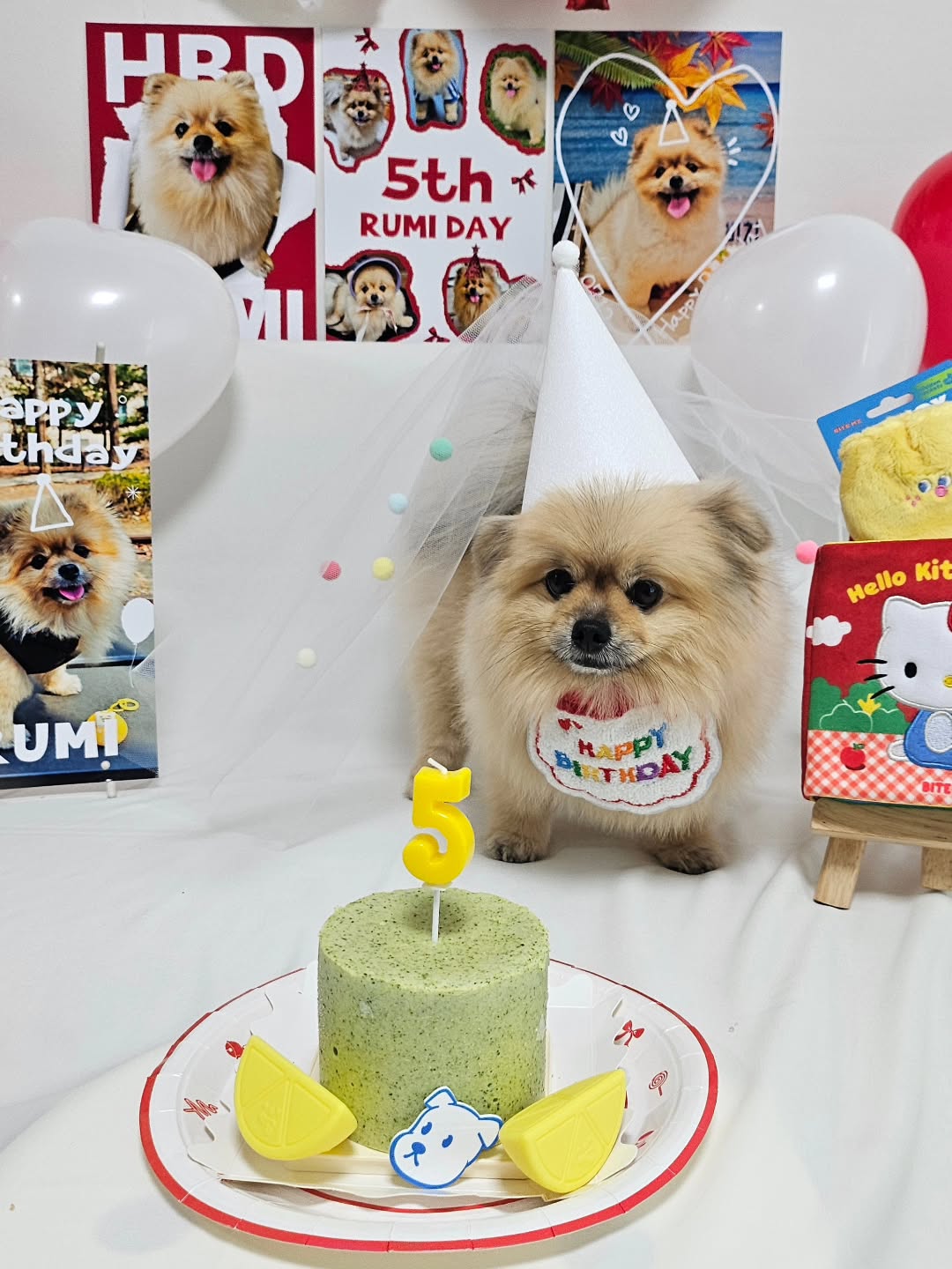 @sniff_rumi이 올린 꼬리의유혹 태그 게시물