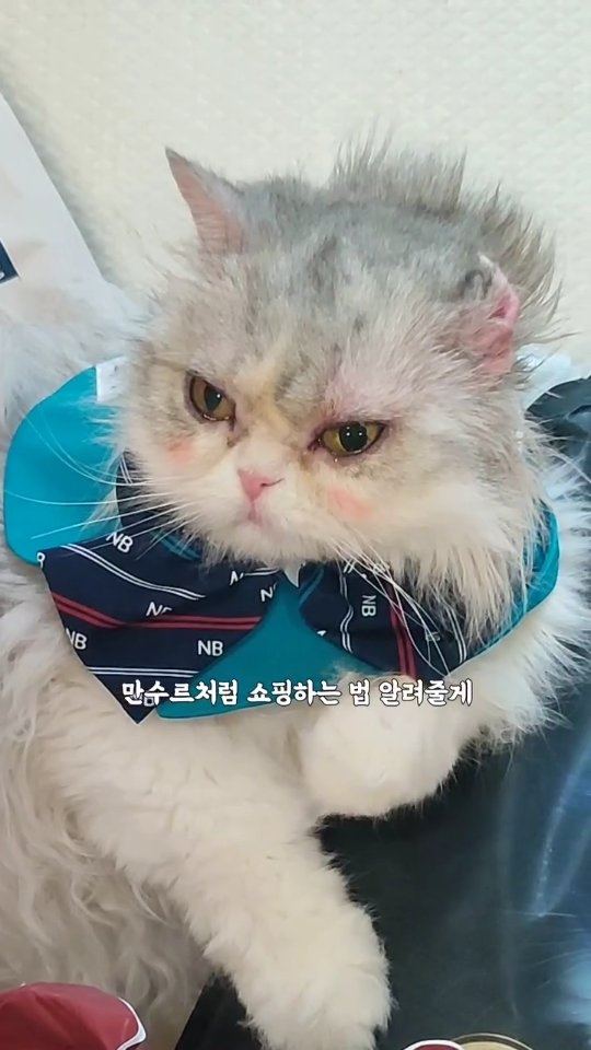 @thecutestcat_peki이 올린 에스클래스펫 태그 게시물